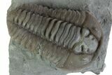 Prone Flexicalymene Trilobite - Mt Orab, Ohio #375187-1